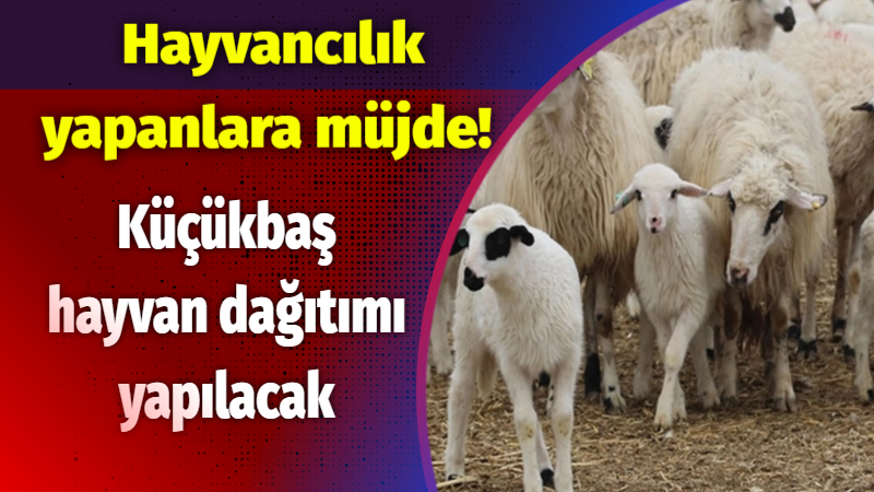 Hayvancılık yapanlara müjde! Küçükbaş hayvan dağıtımı yapılacak