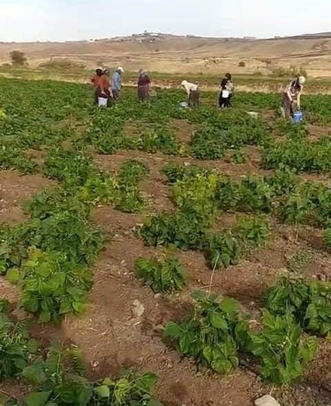 Diyarbakırlı çiftçiler gözünü ikinci hatta 3. ürüne dikti!