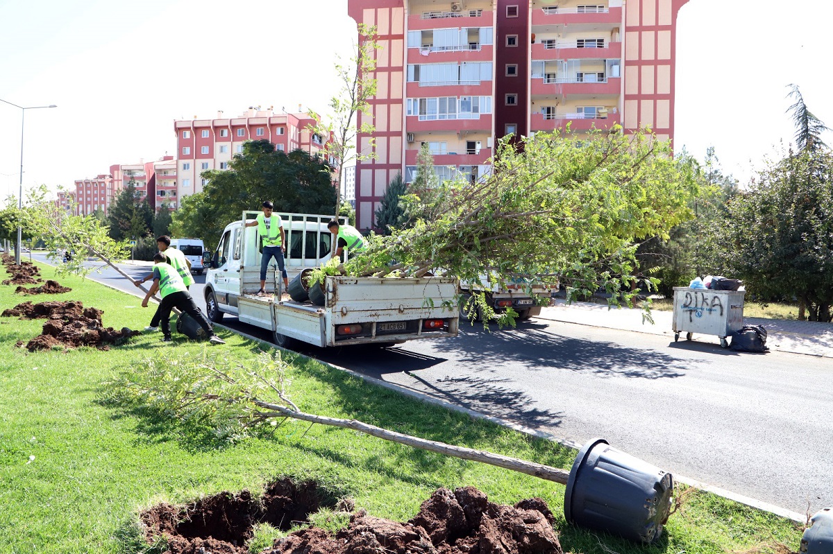 Diyarbakır’ın yeni imar alanındaki o caddeye baştan sona ağaç dikildi