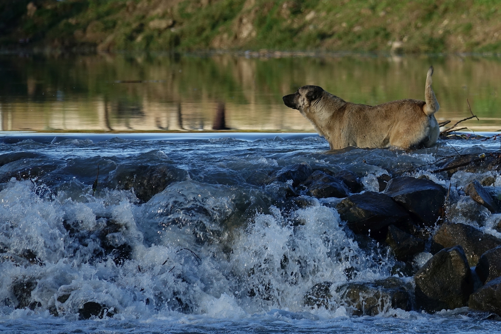 Diyarbakır’da sokak köpekleri alarmı