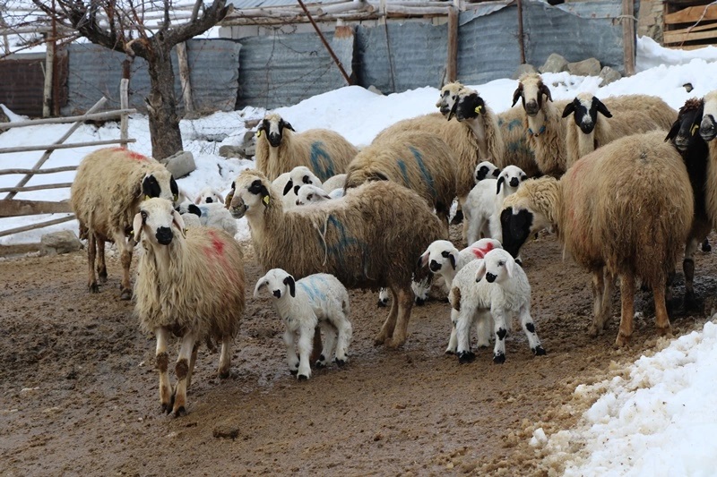 Bölgede besiciler kış mesaisine başladı