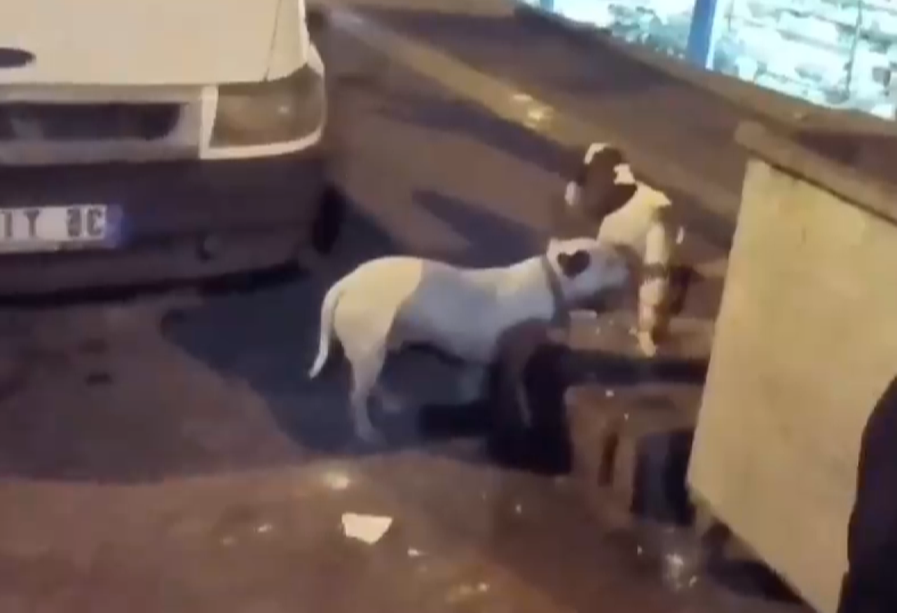 Diyarbakır’da başıboş Pitbull köpekleri tedirginliği!