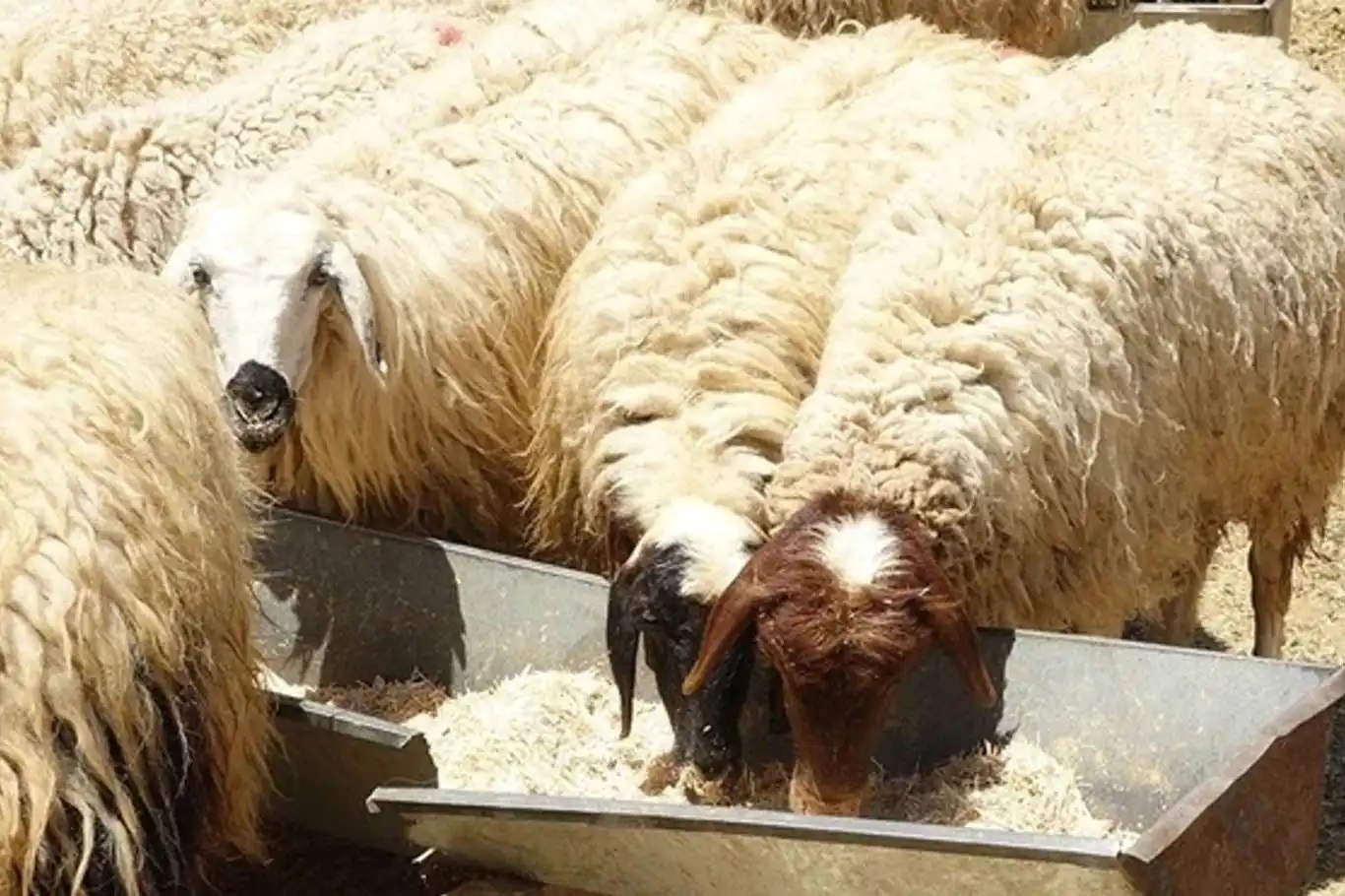 Kurtlar ahıra girdi: 30 küçükbaş hayvan telef oldu