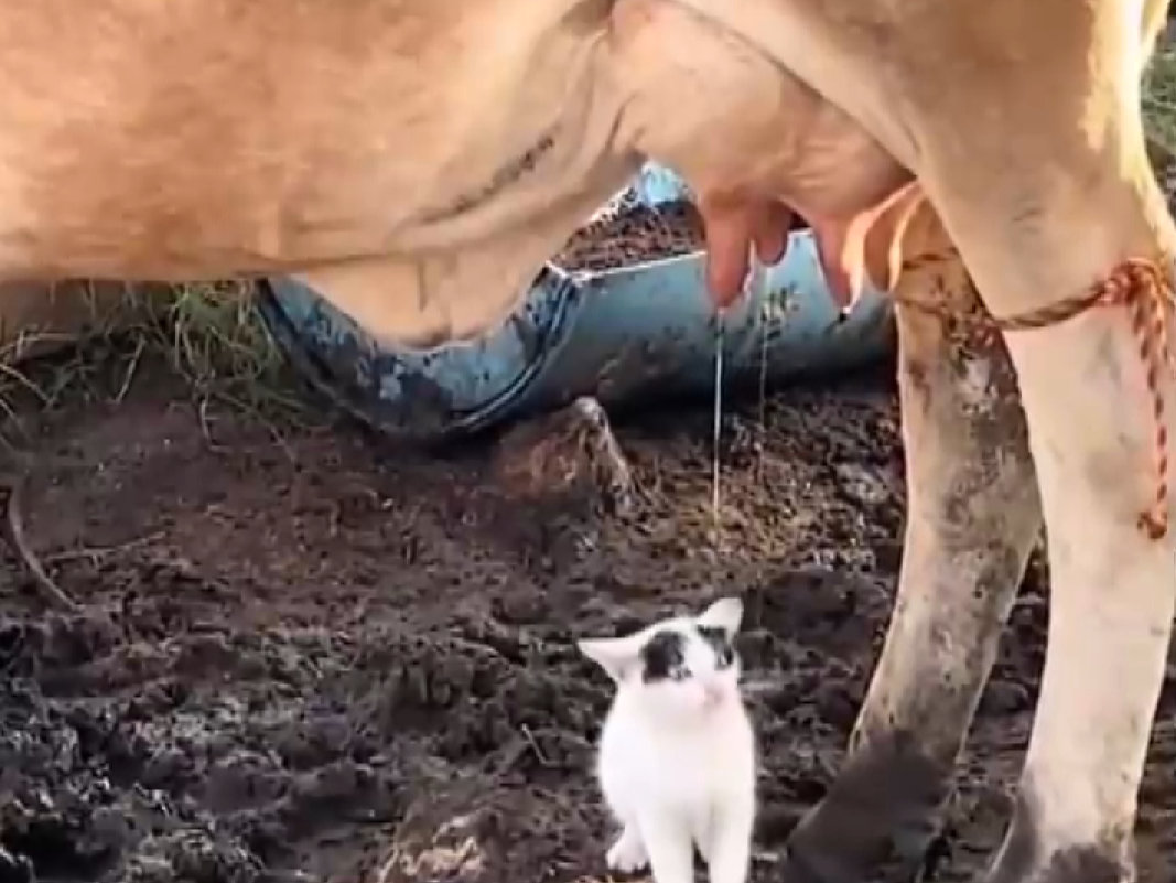 Diyarbakır da çekilen bu görüntü içinizi ısıtacak!