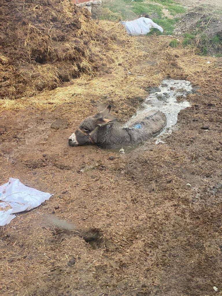 Bataklığa Saplanan Eşek Kepçeyle Kurtarıldı