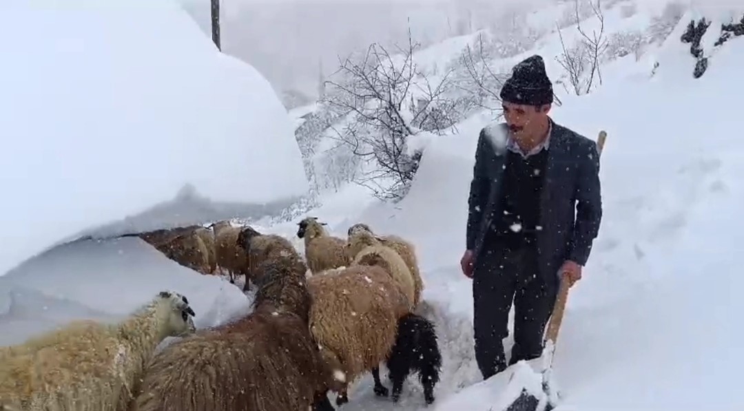 Hayvanların tünelli geçişi