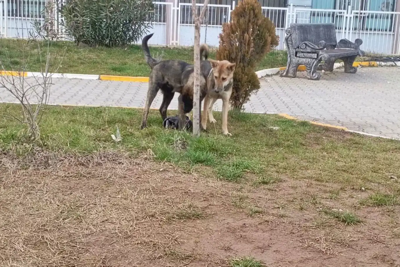 Diyarbakır'da sokak köpeğinin saldırdığı çocuk yaralandı