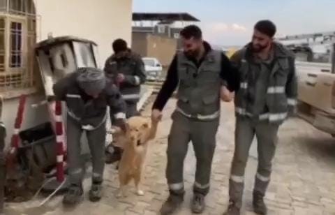 Diyarbakır'da işçiler köpekle halay çekti