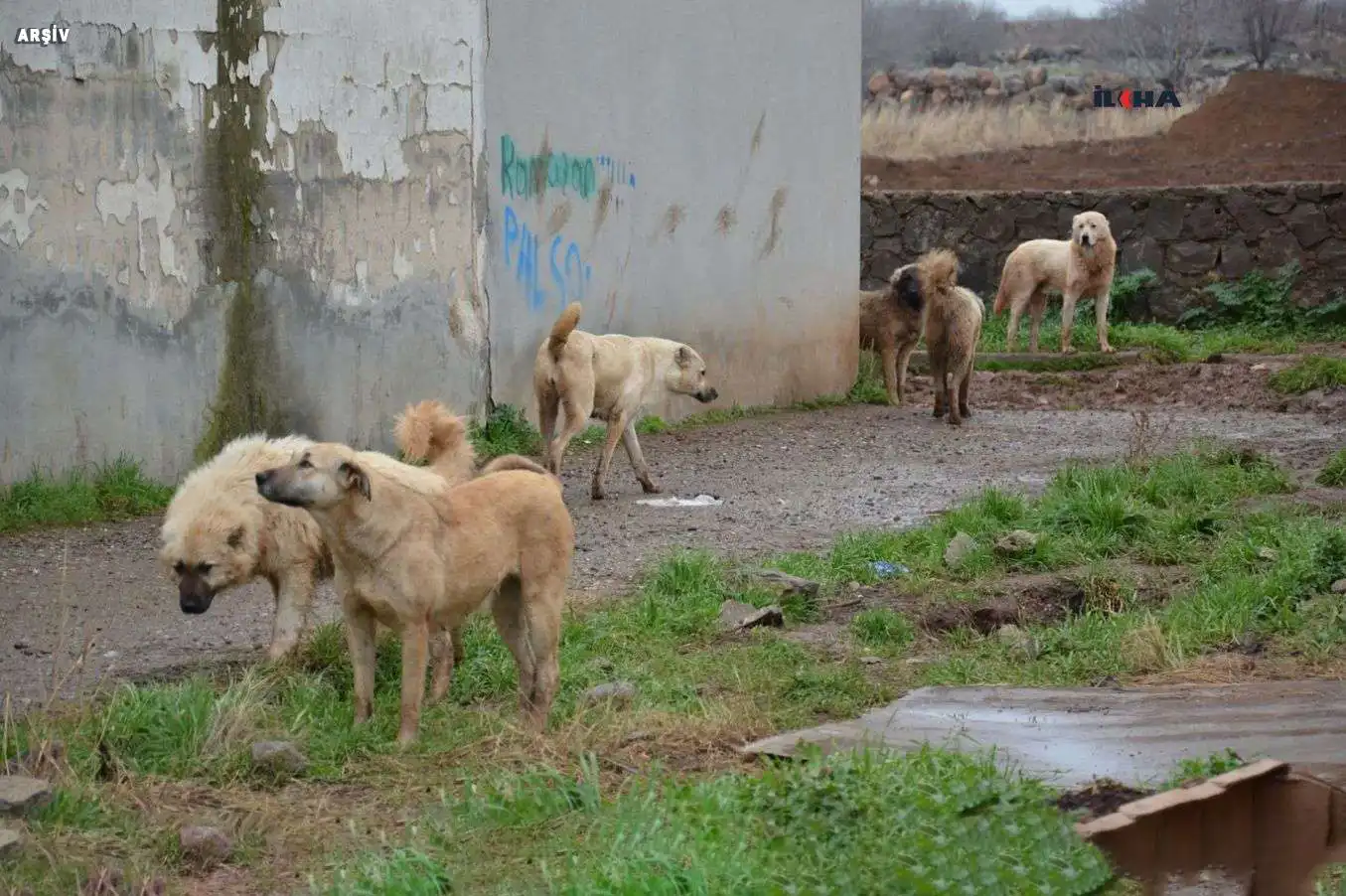 Başıboş köpekler 11 büyükbaş hayvanı telef etti!