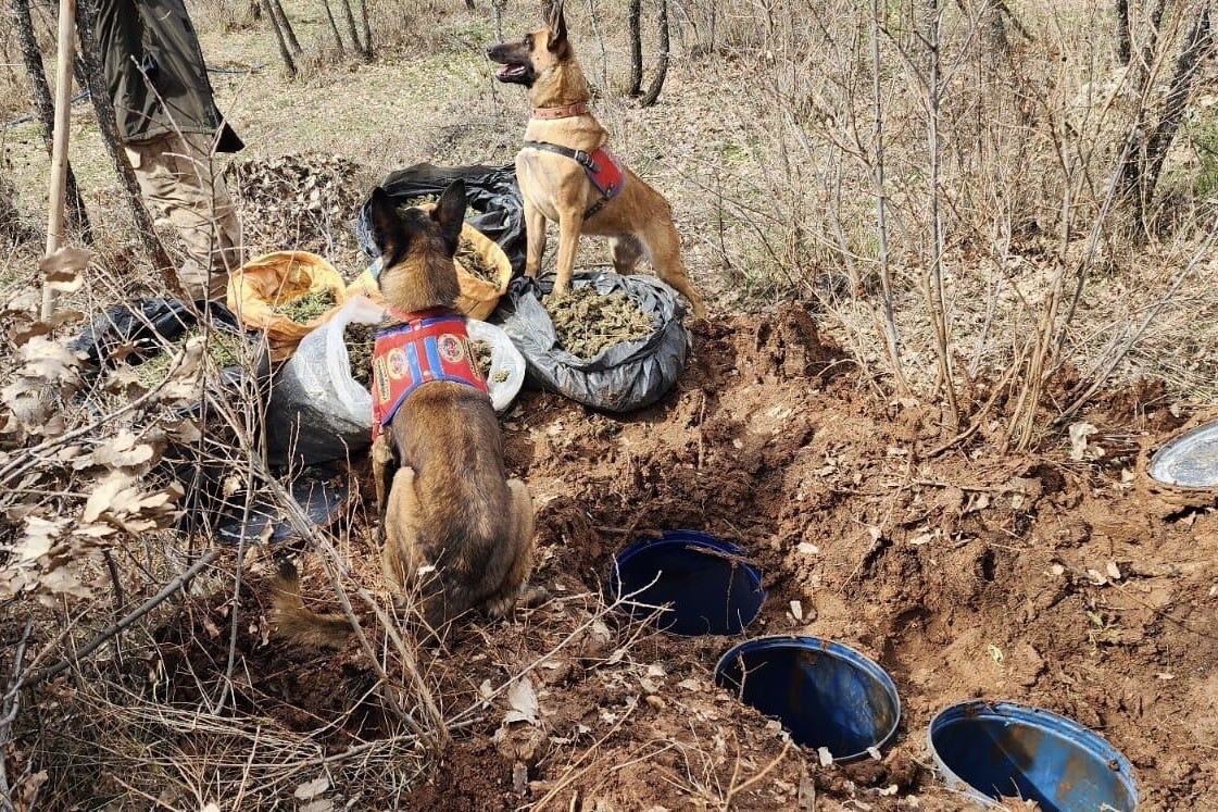 Diyarbakır’da 43 kilo esrar ele geçirildi