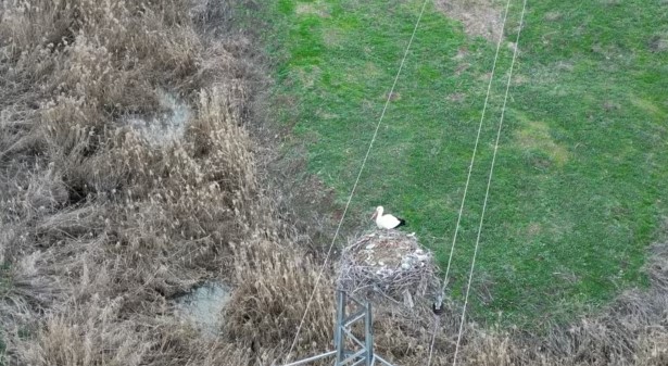 Küresel Isınma Diyarbakır’da Mevsimi Değiştirdi: Leylekler Artık Göç Etmiyor!