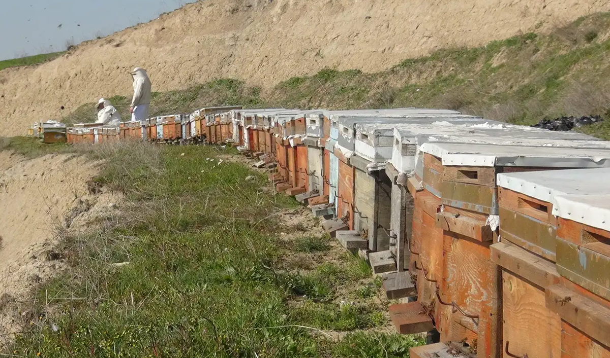 Bölgede arılar kış uykusundan erken uyandı!