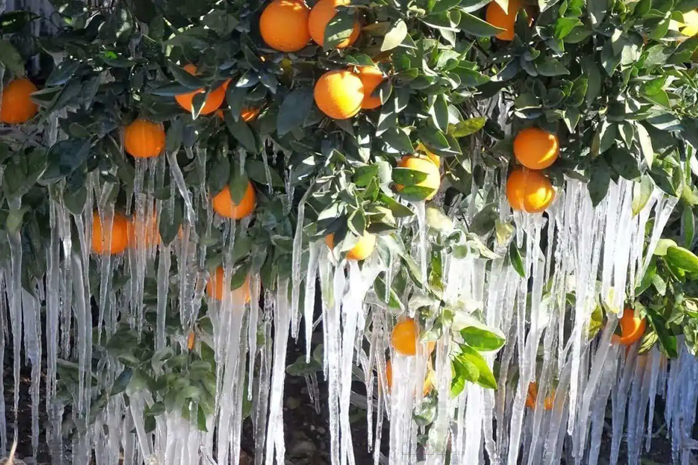 Meteorolojiden Çiftçilere Zirai Don Uyarısı