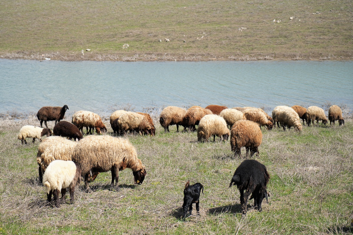 Muş Ovası oğlak ve kuzuların sesiyle şenlendi