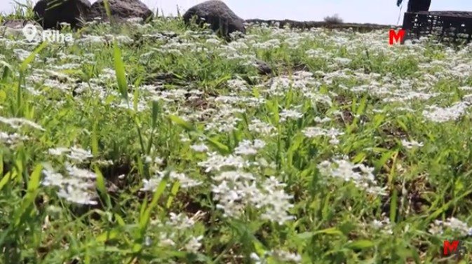 Karacadağ eteklerinde baharın renkleri