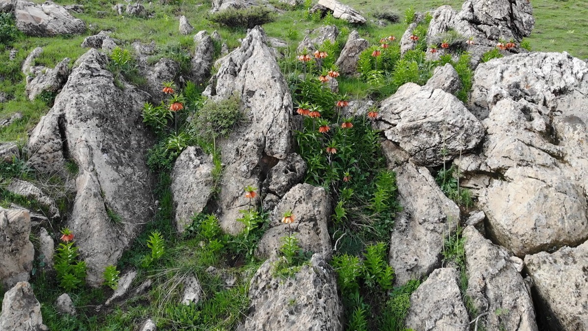 Huzur veren tepesinde ters lale güzelliği