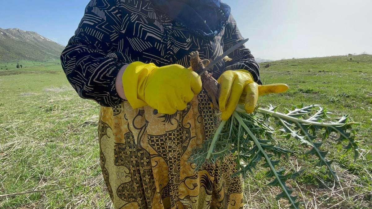 Bölge illerinde ‘kenger otu’ mesaisi başladı