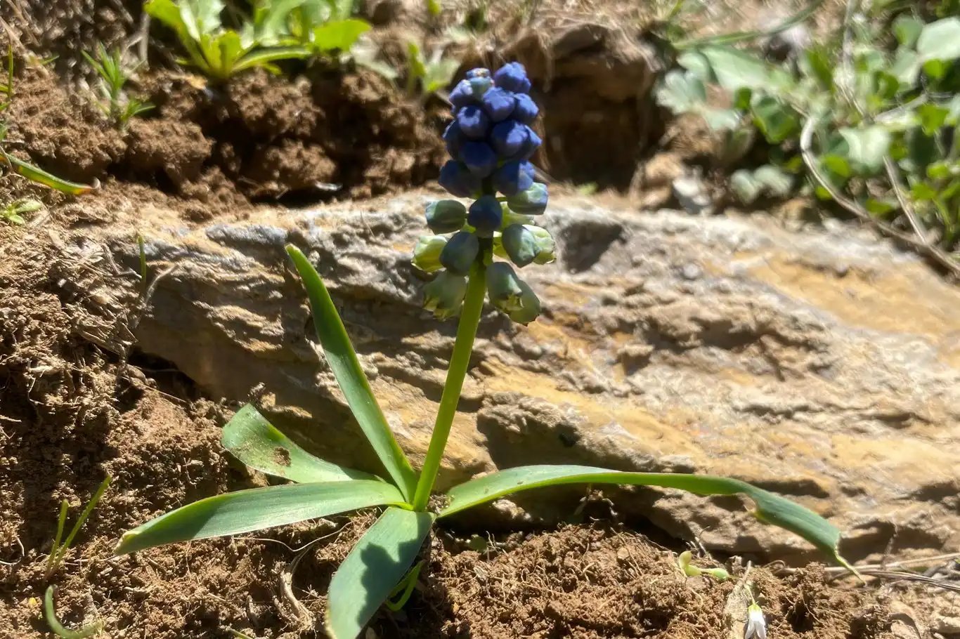 Koruma altındaki o bitki çiçek açtı!