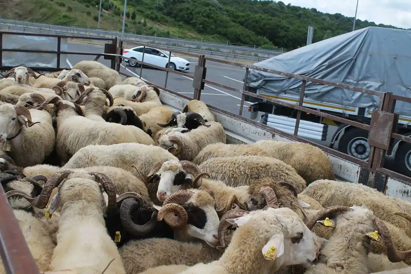 Kurbanlık sevkinde uyulacak kurallar açıklandı!