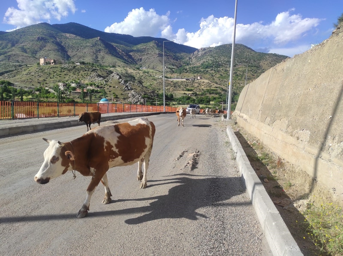 Başıboş inekler, sürücülere zor anlar yaşatıyor