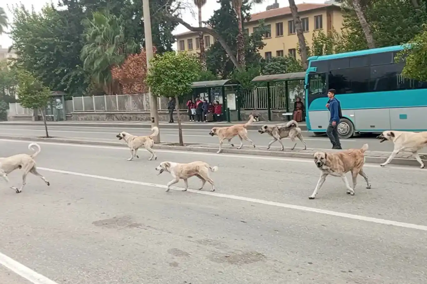 Türkiye'de 4 milyona yakın başıboş köpek var