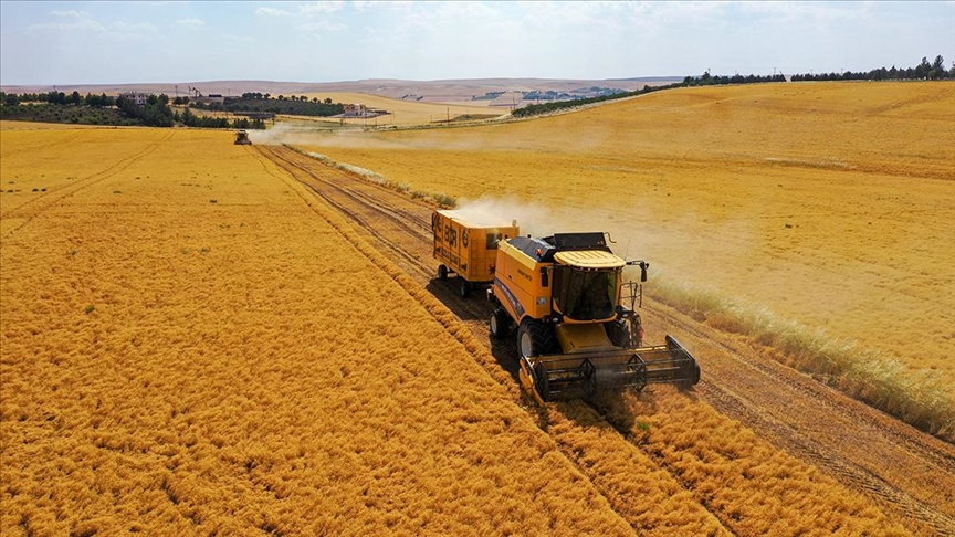 Diyarbakır mercimeğinde rekolte düştü! 