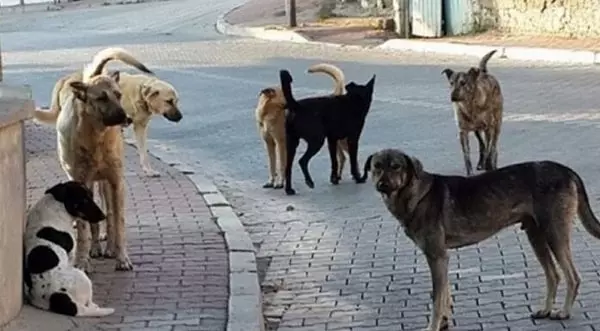 Diyarbakır’da başıboş köpek tarafından ısırılan kadın yaralandı