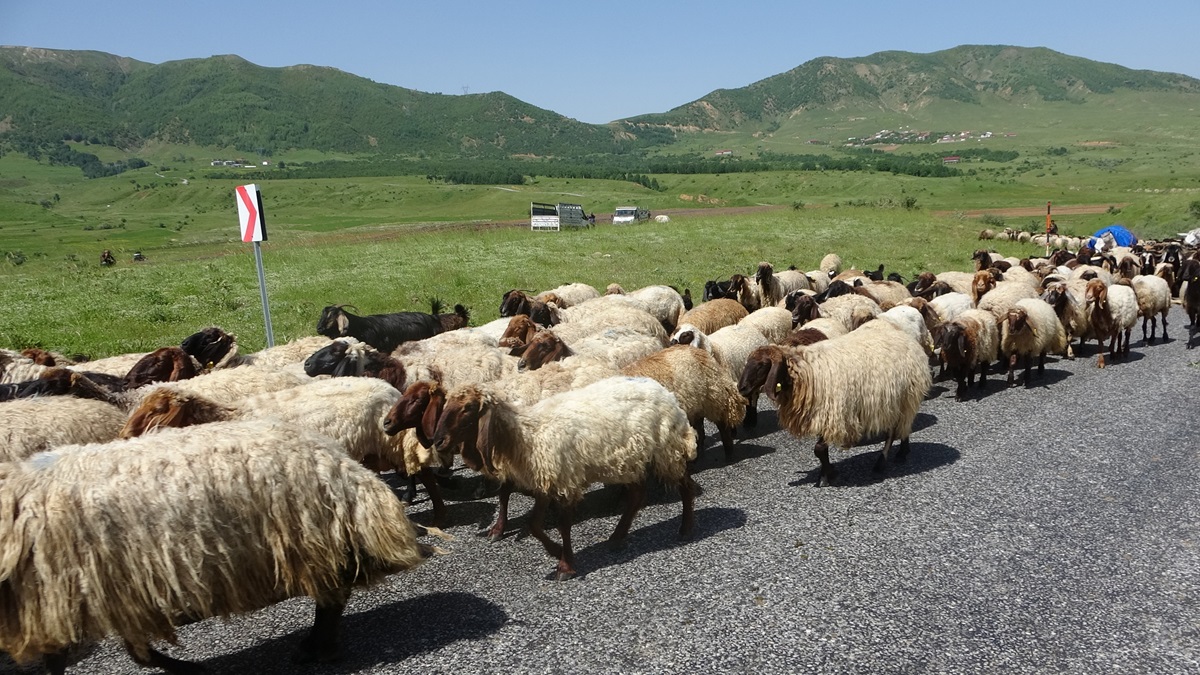 Besicilerin yayla yolculuğu başladı