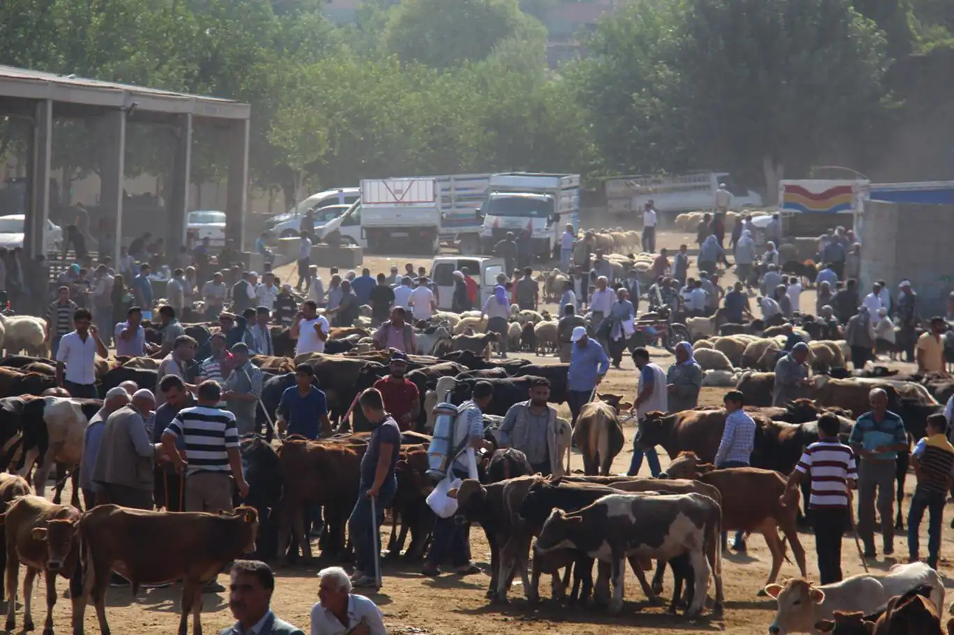 Diyarbakır'da kurban satış ve kesim yerleri belli oldu