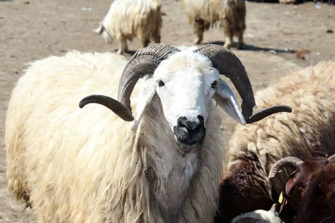 Kurban Bayramı'nda kaç adet kurban kesilecek?