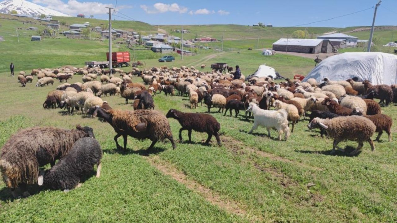 Koyunların kuzularla buluşma şöleni