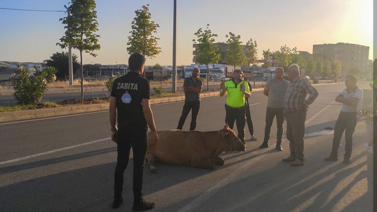 Diyarbakır’da o ilçede yeni karar: Ceza verilecek!