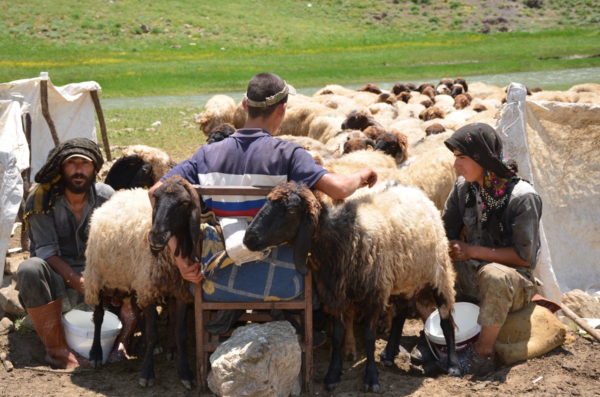 Faraşin Yaylasına ulaşan göçerler, ilk süt sağımını yaptı