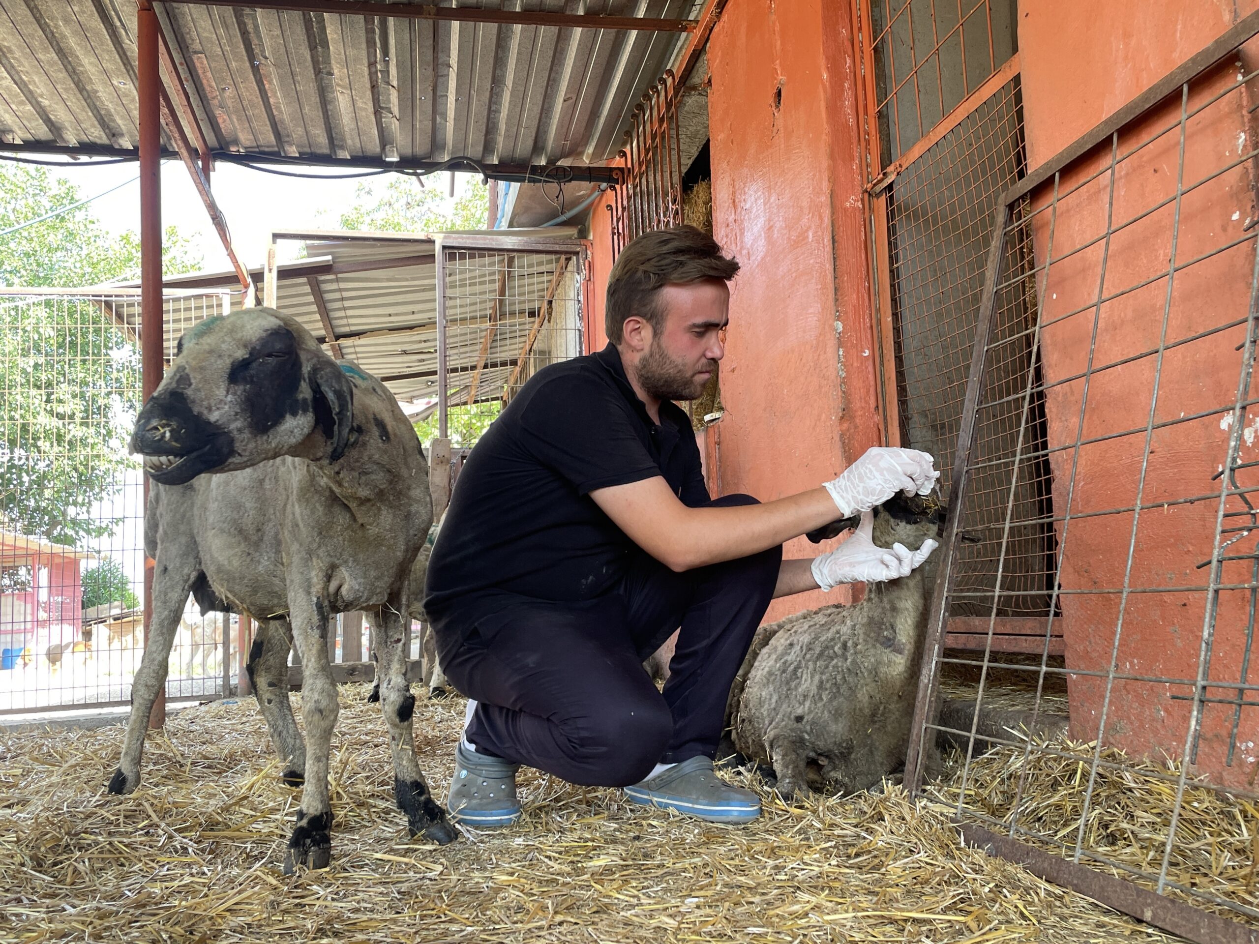 Yangından etkilenen hayvanlar göl manzaralı bakımevinde tedavi altına alındı