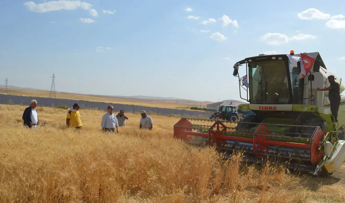 Çiftçiler bu yıl beklenen hububat verimini alamadı