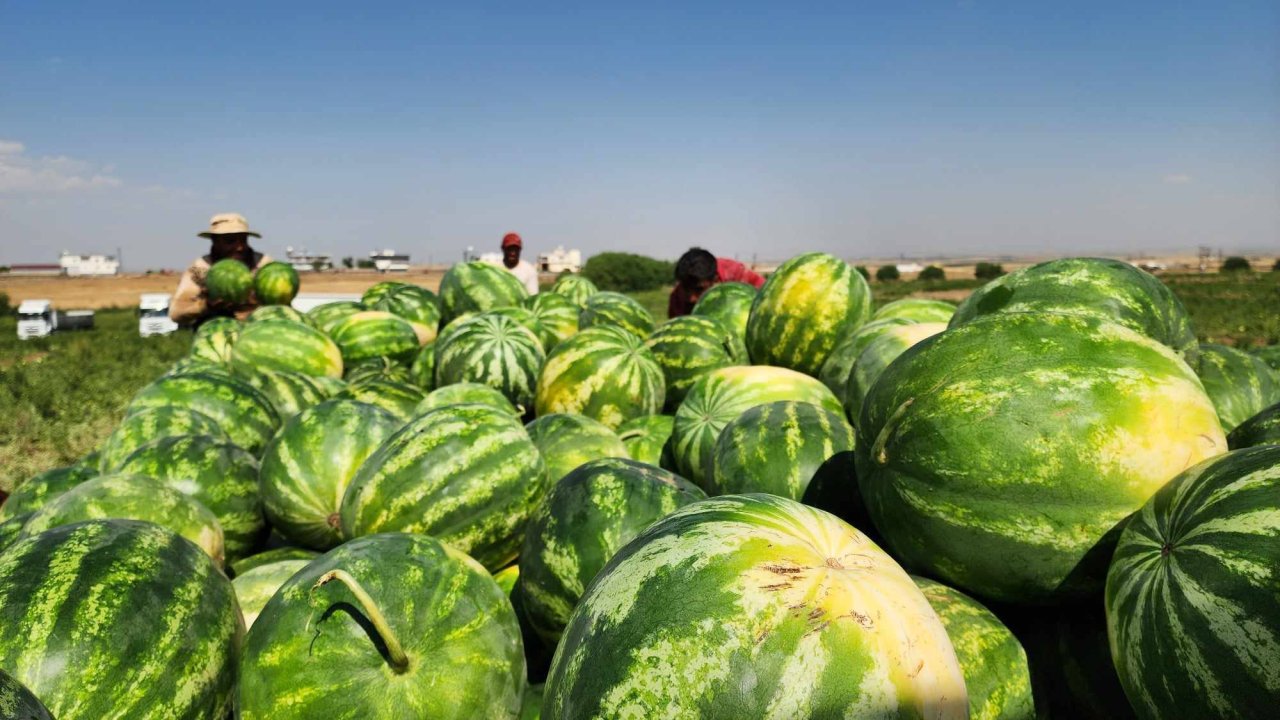 Diyarbakır'da karpuz hasadı başladı!