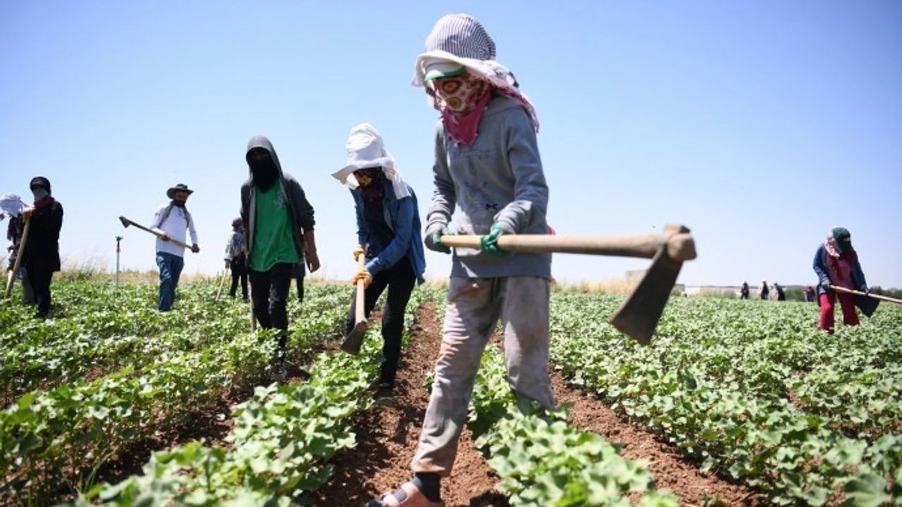 Diyarbakır'da tarım işçileri 40 derece sıcakta çapa sallıyor