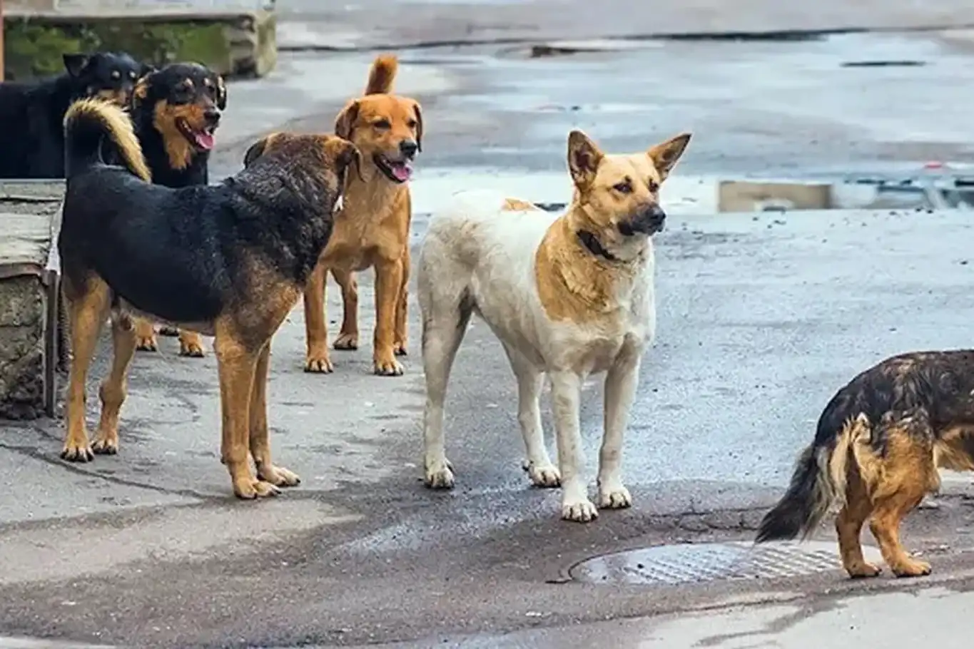 Sahipsiz köpekler dehşet saçtı: İki kardeş yaralandı