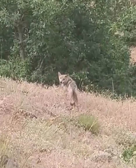 Koyunları otlatırken kurt ile göz göze geldi