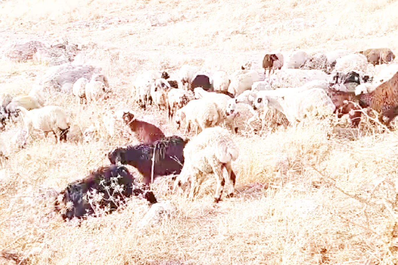 Çınar ve Mazıdağı'ndaki yangından etkilenen ailelere halktan küçükbaş hayvan yardımı