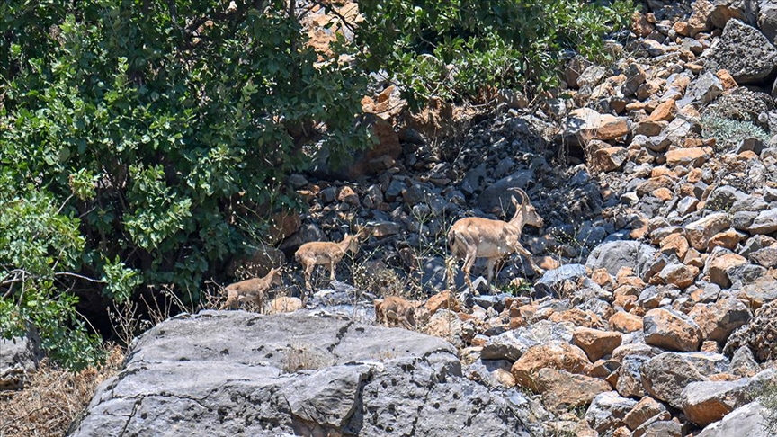 Hakkari'de koruma çalışmaları sayesinde yaban keçisi sayısı artıyor