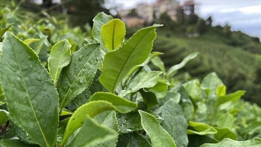 ÇAYKUR'dan yaş çay alımı ve kontenjan uygulaması açıklaması