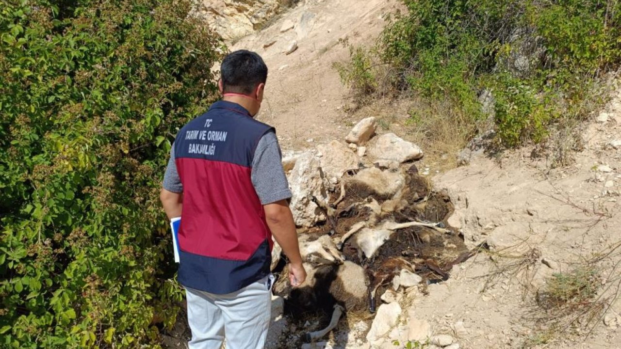 Çemişgezek’te 43 koyun telef oldu