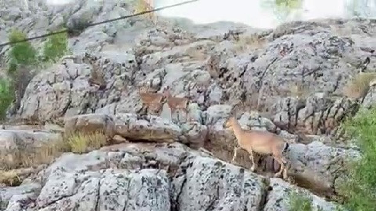 Adıyaman’da dağ keçisi sürüsü görüntülendi