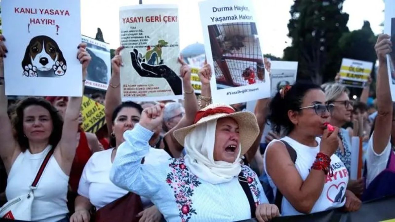 Tartışmalı yasa teklifi kabul edildi: Sokak hayvanlarına ne olacak?