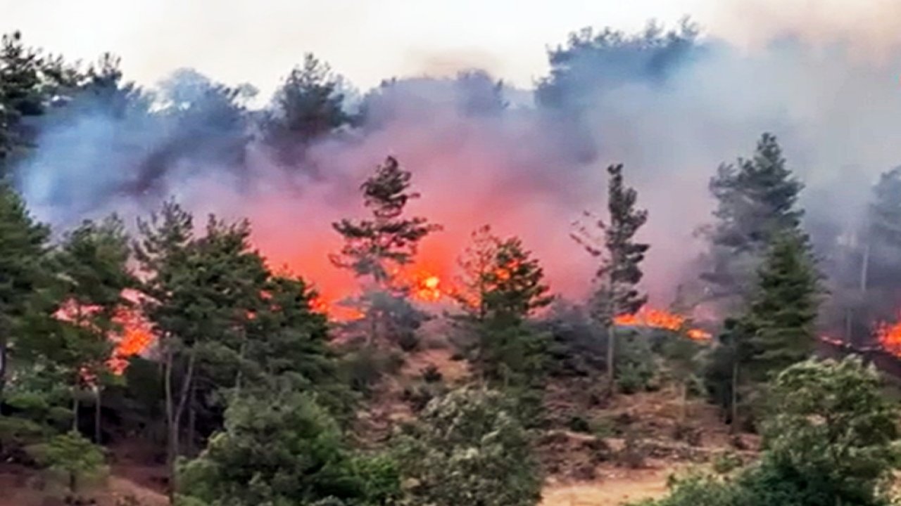 Orman yangınını piknikçiler çıkarmış: 100 hektar yandı