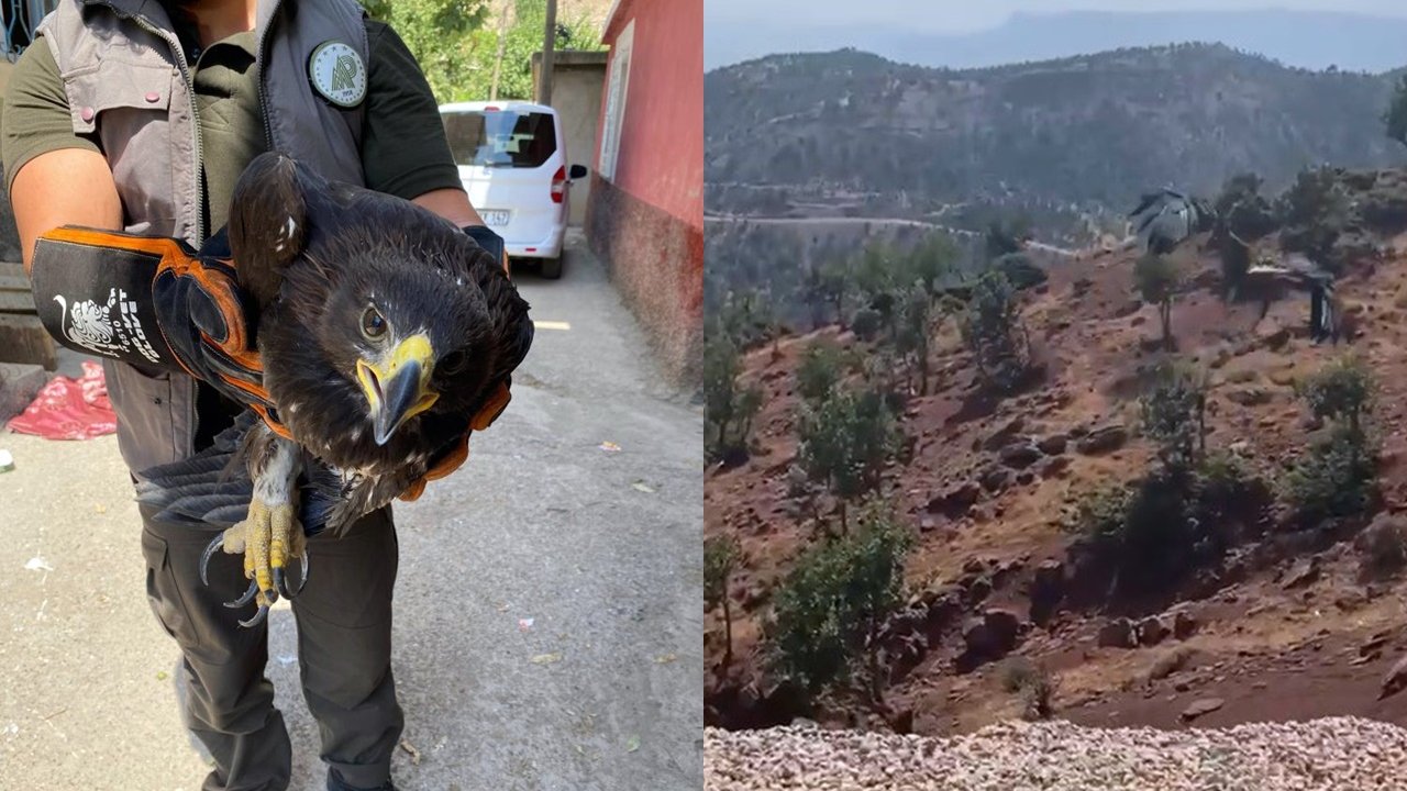 Tedavi edilen kaya kartalı doğaya salındı