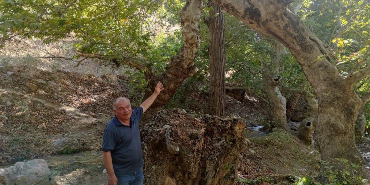 Tek gövde üzerinden 50 metre yükselen asırlık ağaçlar büyülüyor