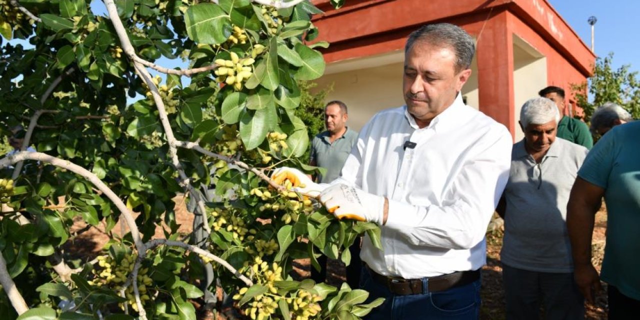 Fıstık hasadı başladı: 180 bin ton rekolte bekleniyor