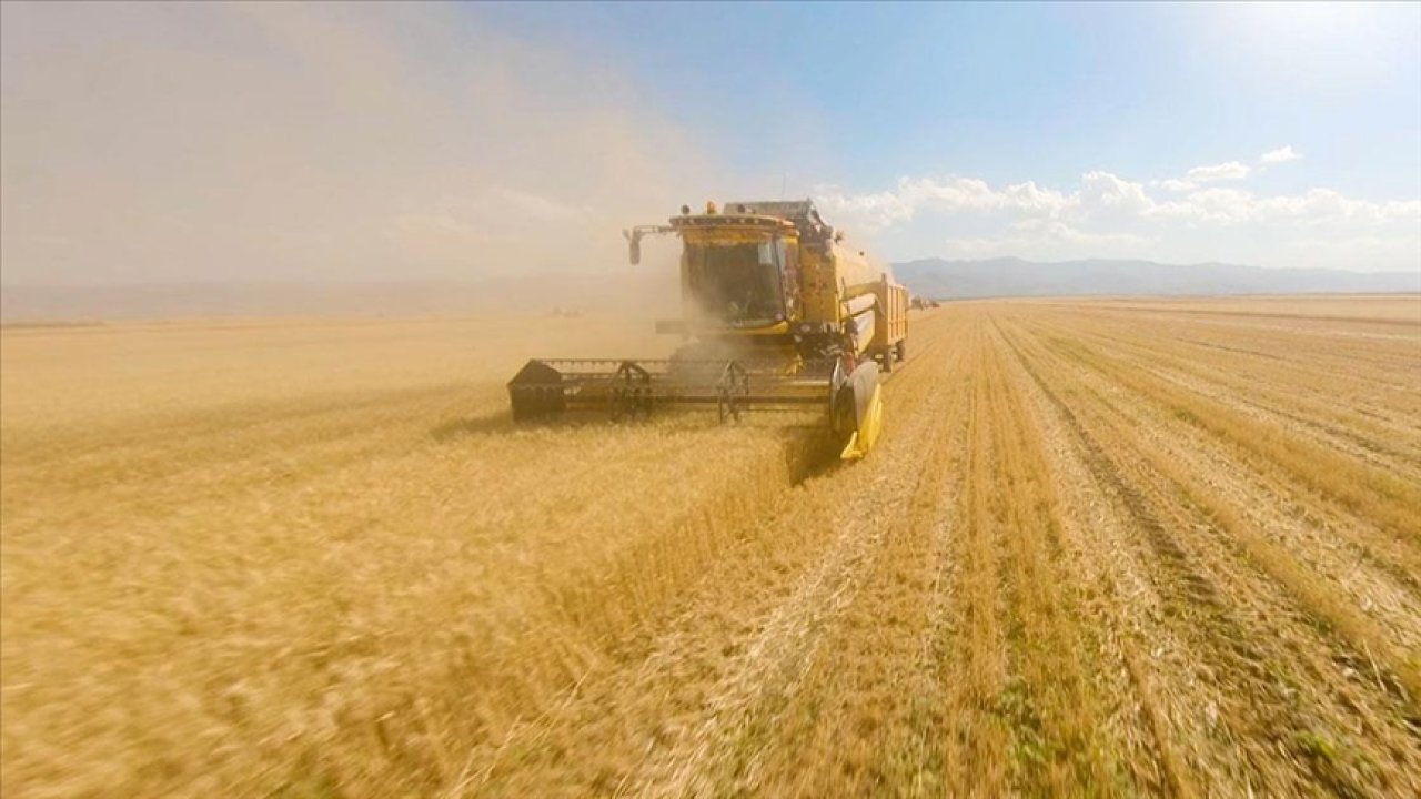 Buğday ve arpa hasadı tamamlandı: Rekolte ne kadar?